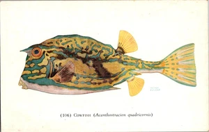 Postal Pez Vaca John G. Shedd Acuario Chicago Cromo Sin Publicar - Imagen 1 de 3