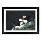 Atlantic Puffin Birds Vol.4 Wall Art Print Framed Canvas Picture Poster Decor