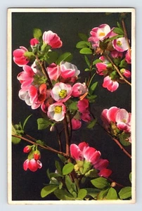 Postcard Japanese Quince Flower Thor Gyger Stehli Series 1940s Unposted - Picture 1 of 2