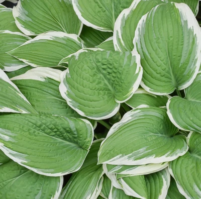 Hosta - Francee - 1 Gallon Plant, Easy to Grow Roots Spring Summer Shade Garden - Image 1 of 3