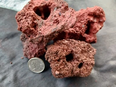 Cherry Shrimp Rock Caves Tunnels Freshwater Neocaridina Amano Aquarium Fry Fish - Image 1 of 4