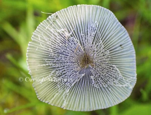 Set 5 biglietti di auguri - "Questo fungo è il top" - Spedizione gratuita - Foto 1 di 2