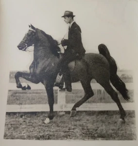 Champion Saddlebred - Gallant Warrior Original 1950's Horse Photo - Picture 1 of 4