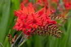 Croscomia Lucifer Montbretia - Fiery Firey Stars Red Flowers -  20 Bulbs 