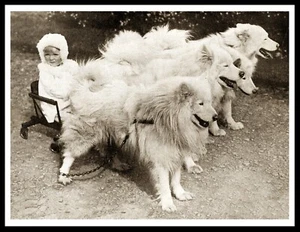 SAMOYED DOGS PULLING LITTLE GIRL IN SLED VINTAGE STYLE DOG PHOTO PRINT POSTER - Foto 1 di 1
