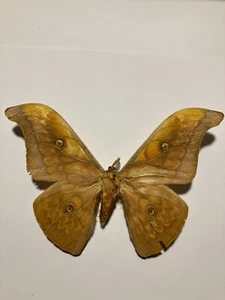 Insecto/Mariposa/Polilla Extendida B2357 Raro Saturniidae Polilla Luna Lunar (India Oriental) - Imagen 1 de 4