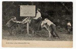 1905 Woman on Stubborn Jackass "To Mt. Minsi or Bust" Delaware Water Gap Unused - Bild 1 von 2