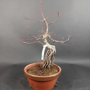 Bonsai - Fächerahorn, Acer Palmatum Deshojo, Japan - Bild 1 von 2