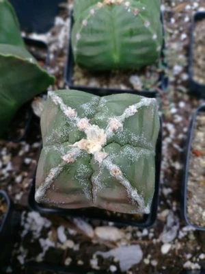 Astrophytum myrio Quadco bonito tamaño de softbol flocado. USA cultivado Foto 1 de 2
