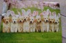 Avanti Row Of Puppy Bunnies Dog Easter Card, 1 Ct - Jay C