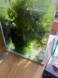 Aquarium / Terrassenteich Pflanze " Javamoos ", kein Dünger - Bild 1 von 7
