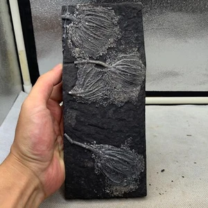 1030 Gramm Fossilien von Crinoiden aus der Guanling Biota in Guizhou - Bild 1 von 7