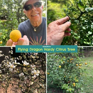 10x Flying Dragon Plant Cuttings for Rooting Propagation Grafting Citrus Fruit - Picture 1 of 8