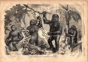 1859 Harpers Weekly November 12 original print only - Newly found Man monsters - Picture 1 of 1