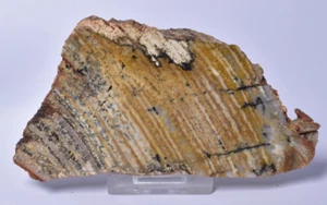 MICROBIAL MAT, STROMATOLITE STRELLEY POOL SLICE Australia S909 - Foto 1 di 6