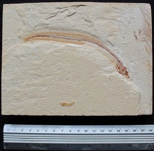 Enchelion 51 - Anguila con excelente conservación - Fósiles del Cretácico Líbano - Imagen 1 de 6