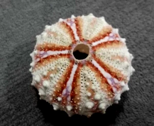 Coelopleurus granulatus sea urchin 32.2 mm GEM ,beautiful color pattern WOW!!! - Picture 1 of 8