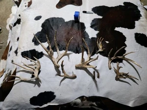 Antler Shed Cuts Horn Rack Decor Weathered 7 Horns Lot Whitetail Deer - Picture 1 of 2
