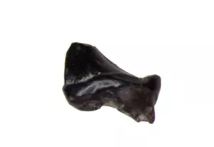 Cretaceous Hell Creek Mammal tooth fossil Altacreodus magnus premolar #3 - Picture 1 of 2