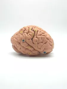 Figuras musculares de repuesto 3B Scientific para B50 y B51 3 partes - Imagen 1 de 3