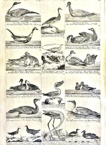 Grafik ca. 1790: 16 GÄNSE, ENTEN u.a. VOGEL-ABBILDUNGEN MIT TEXT AUF EINEM BLATT - Bild 1 von 7