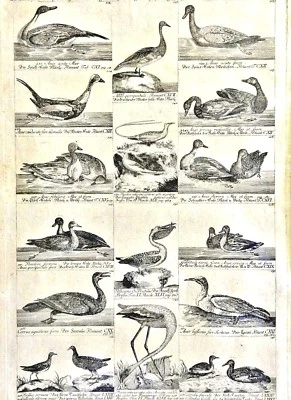 Grafik ca. 1790: 16 GÄNSE, ENTEN u.a. VOGEL-ABBILDUNGEN MIT TEXT AUF EINEM BLATT - Bild 1 von 4