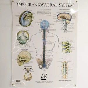 Das Craniosacrale System Anatomie Poster Upledger Institut Medizinische Pädagogik - Bild 1 von 4