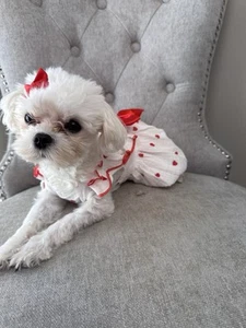 New Dog dress white with red hearts Cute! small S - Picture 1 of 16