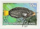 Australia Cocos (Keeling) Islands 1979 Fish 55c Used Stamp A22P14F8620