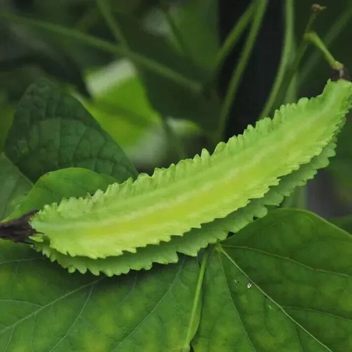 WINGED BEAN SEEDS Heirloom Vegetables Tropical Climbing Bean Seeds Winged Beans - Image 1 of 1