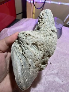 1.2 LB Large Natural CORAL Fossil Specimen. Found In Fort Collins, Colorado - Picture 1 of 6