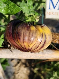 Tomate Apple Purple , 10 semillas (287) - Picture 1 of 1