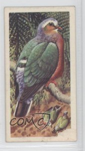 1961 Brooke Bond Tropical Birds Tea Ceylon Emerald Dove #39 a8x