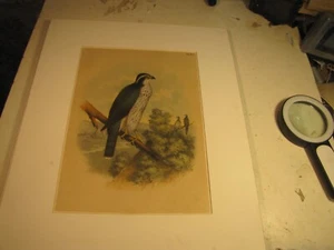 Litografia XIX secolo rimossa da Jacob Henry Studers Birds of North America - Foto 1 di 4