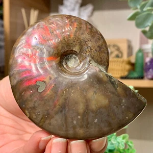 154G Rainbow!! Natural Tentacle Ammonite FossilSpecimen Shell Healing Madagascar - Picture 1 of 24