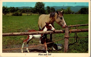 Cartolina Mare and Colt cromata non pubblicata - Foto 1 di 2
