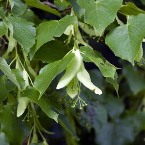 Winterlinde Linde Tilia cordata 80 - 100 cm im 5 Liter Container - Bild 1 von 1
