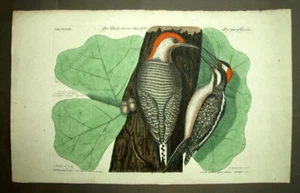 Gravure estampe oiseau ornithologie LE PIC VERT Johann Michael Seligmann 1768 - Picture 1 of 2