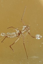 Nice APHID Aphidoidea Fossil Inclusion Genuine BALTIC AMBER 200602-87 +IMG