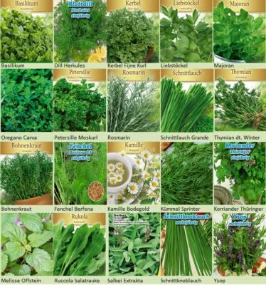Kräuter Set Mix Garten Samen Saatgut Thymian Majoran Dill Rosmarin Basilikum... - Bild 1 von 3