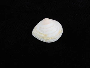 Sea Shell Tellina planata 25,5 mm ID#9223 - Imagen 1 de 2