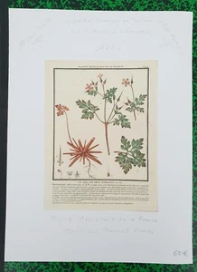  XVIII ème - LE BEC DE GRUE ROBERTIN Belle Gravure N° 201 par Bulliard de 1784 - Picture 1 of 1