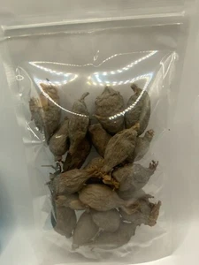 Alligator Pfefferschoten/Atakou/Paradieskorn/Mbongo. (20 Jumbo Pods) - Bild 1 von 3