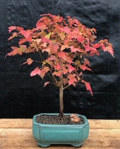 Trident Maple Bonsai Live Tree Plant Acer Buergerianum Outdoor 10"H Outdoor Tree - Picture 1 of 1