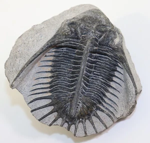 Trilobit, Kayserops megaspina, Devon, Ems, Bou Lachrhal, Marokko-k320 - Bild 1 von 7
