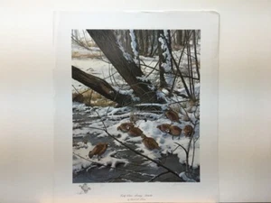 David Maass nota quaglia bianca mattina presto inverno #33 stampa artistica - Foto 1 di 2