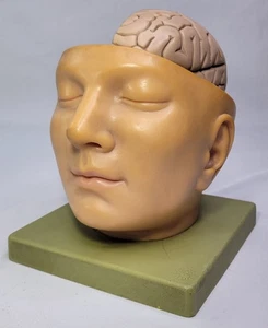 Vintage Somso Anatomical BS5 Head Base & Brain Model - Germany - INCOMPLETE - Picture 1 of 11