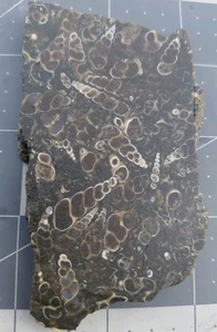 Turritella Agate Snail Fossil Slab Green River Formation Wyoming 66 Milln Yr Old - Picture 1 of 11