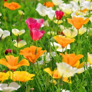 Californian Poppy Escholtzia Californica Mix Hardy Annual 10g 8000 Flower Seeds - Picture 1 of 3