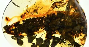 Rare Half Lizard with head and arms, Fossil inclusion in Burmese Amber - Picture 1 of 5
